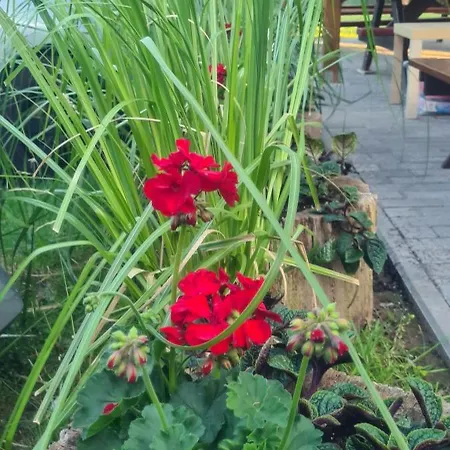 Bed & Breakfast Dom Joanna Dziwnów