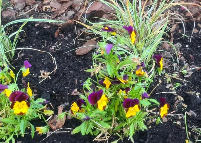 Bed & Breakfast Dom Joanna