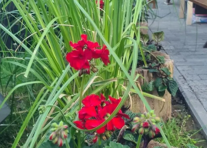 Nocleg ze śniadaniem Dom Joanna Dziwnów